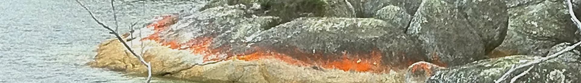 Rocky shore and clear water in the Furneaux Group