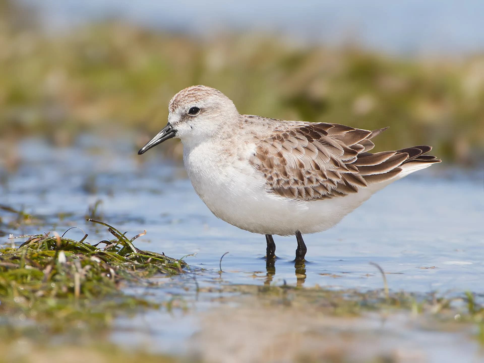 Red-necked stint feeding at Marion Bay