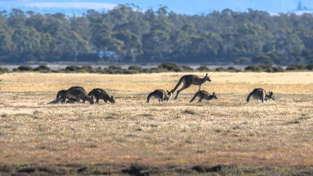 Narawntapu National Park