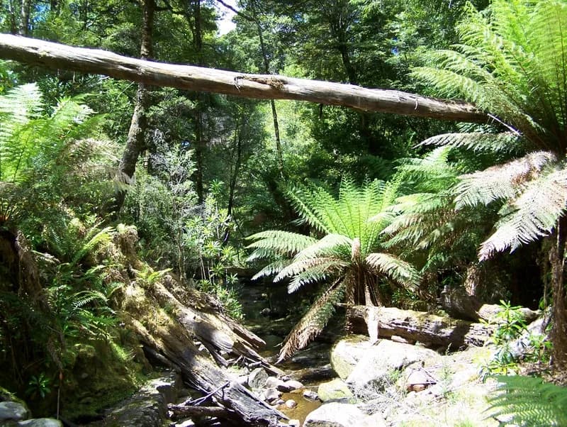 Dense rainforest beside Creekton Falls in Tasmania’s Far South