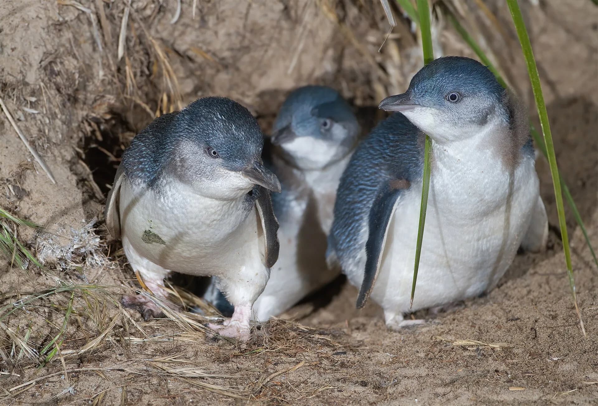 Little penguin family emerging from a coastal burrow