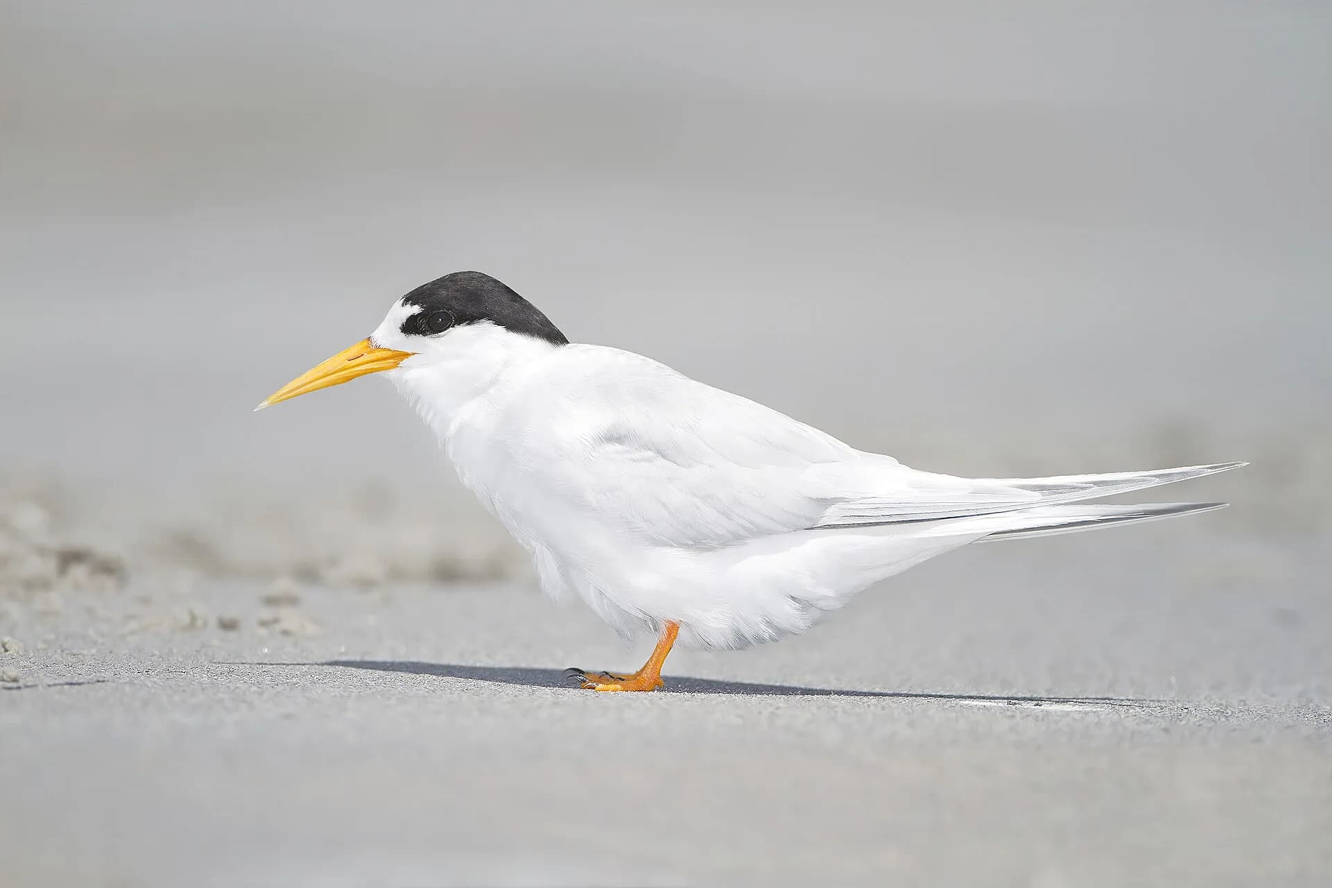 Fairy tern recorded at Little Swanport