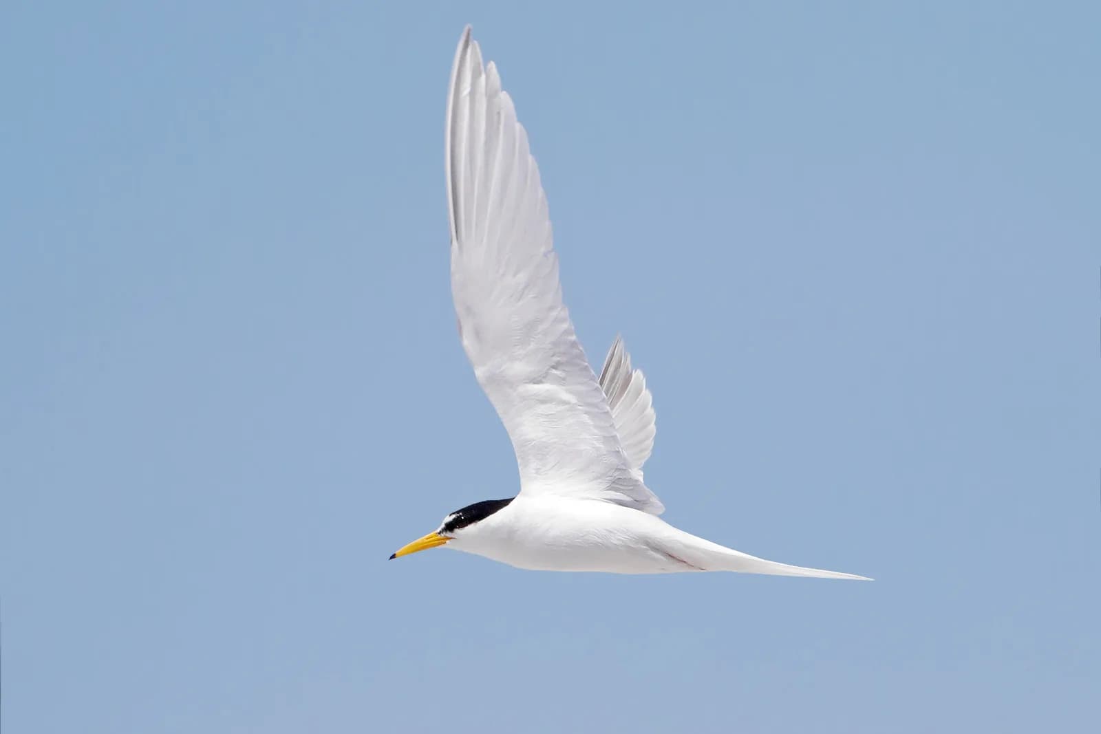 Little tern recorded at Little Swanport