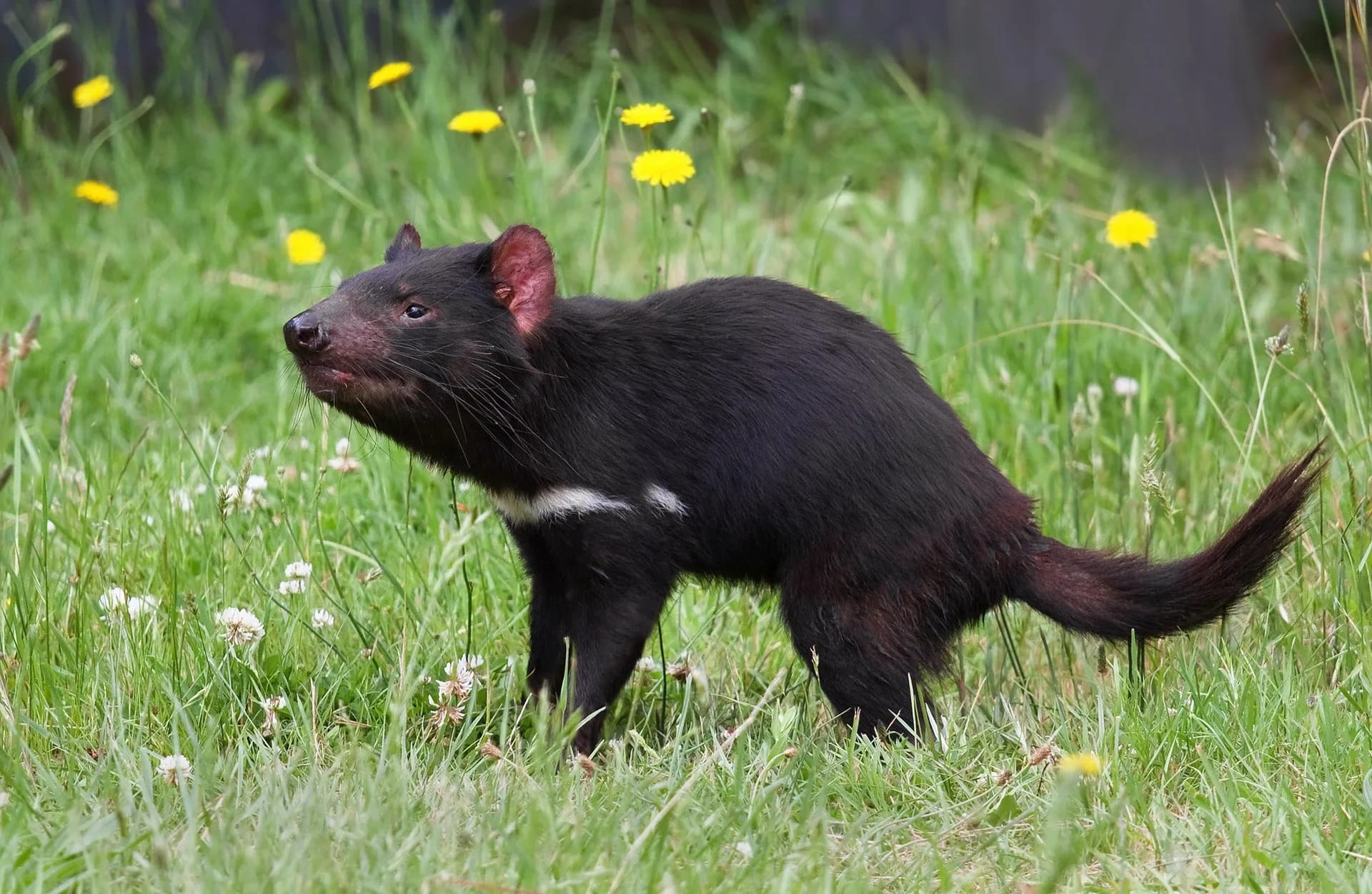 Tasmanian devil in a managed wildlife setting at Taranna