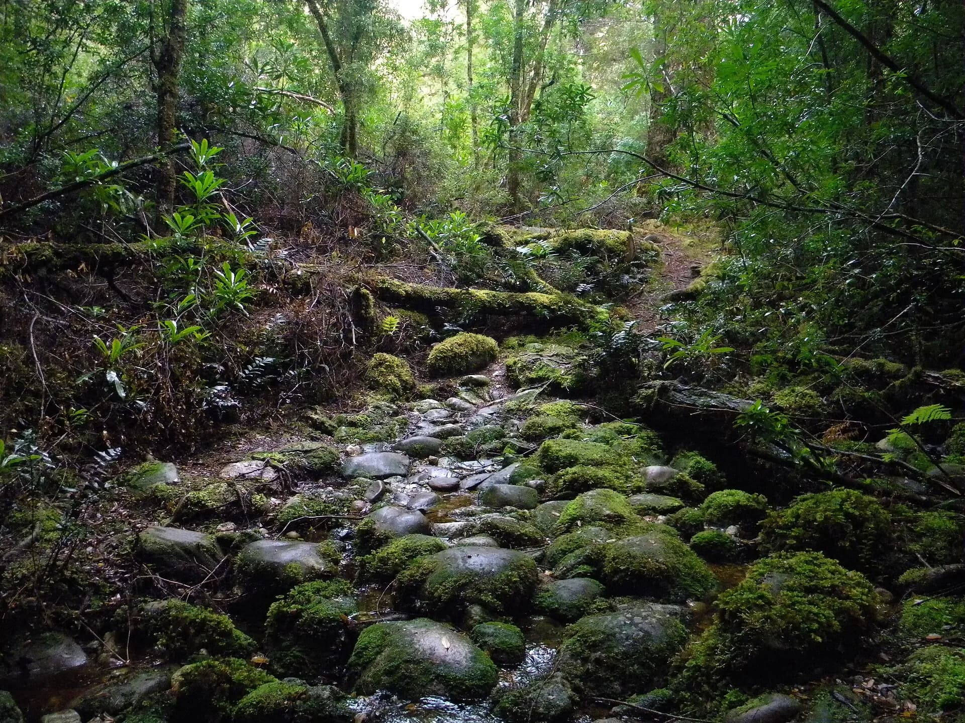 Creek flowing through dense takayna / Tarkine forest