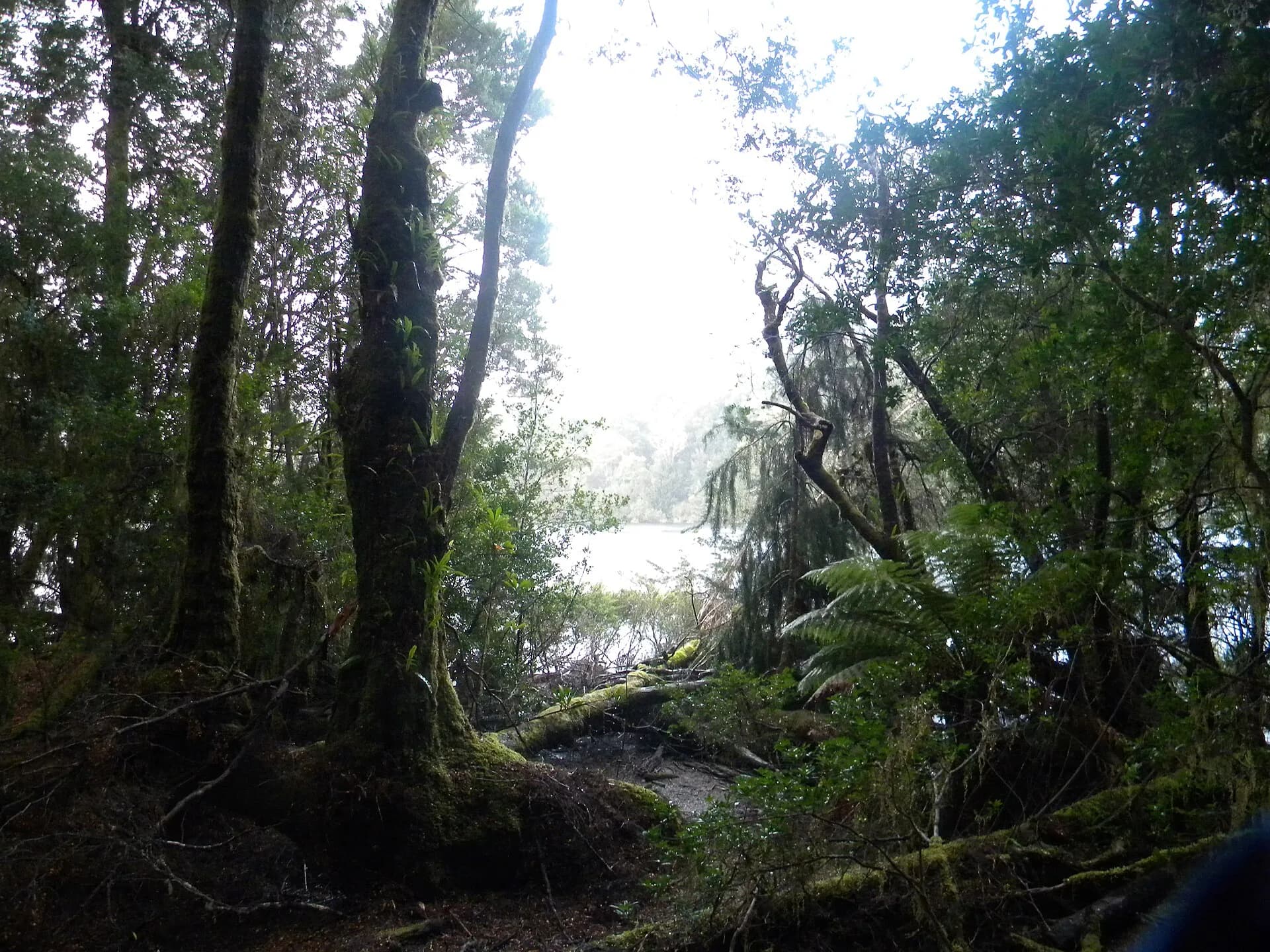 Deep shade beneath rainforest canopy in takayna / Tarkine