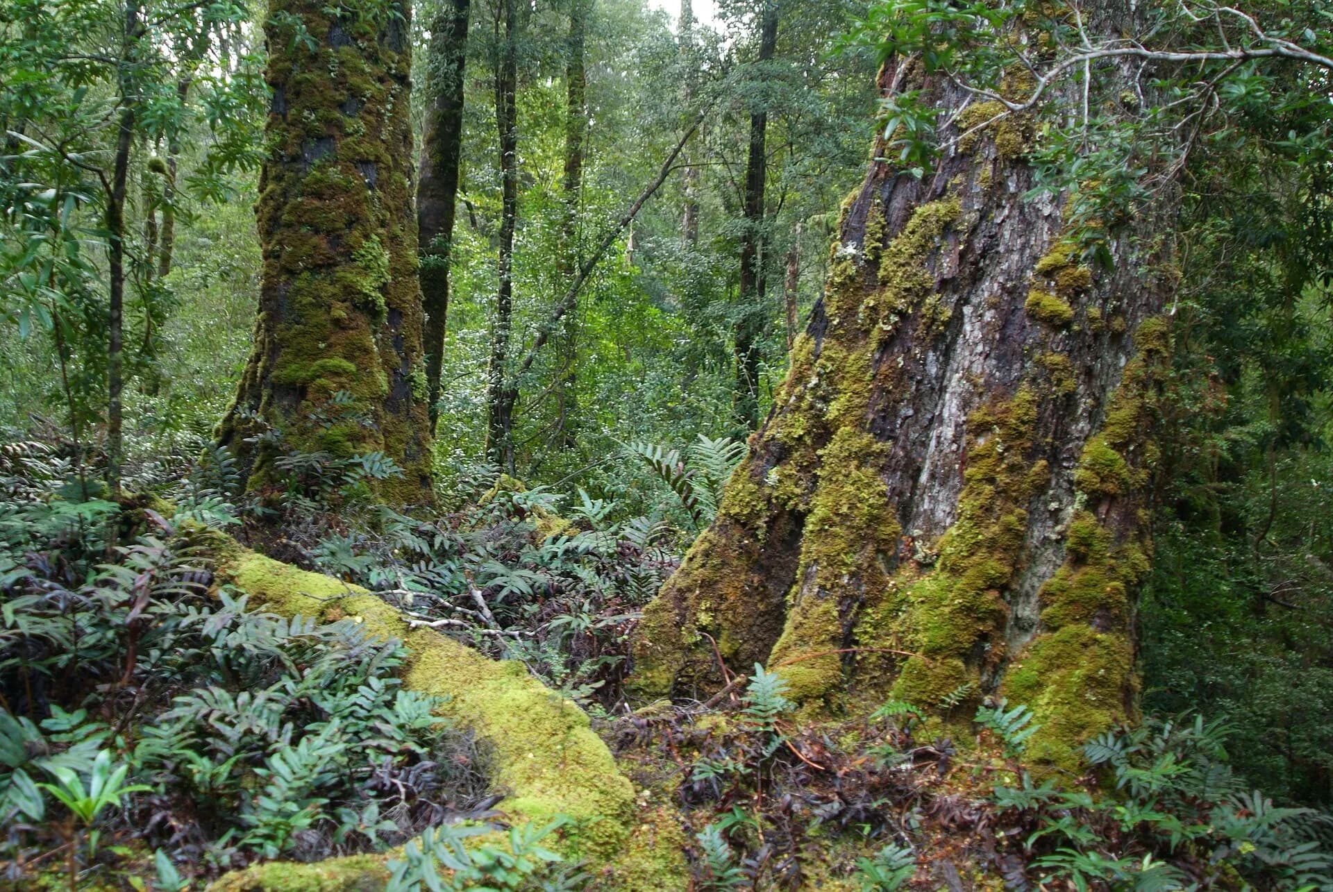 Walking track through rainforest in takayna / Tarkine