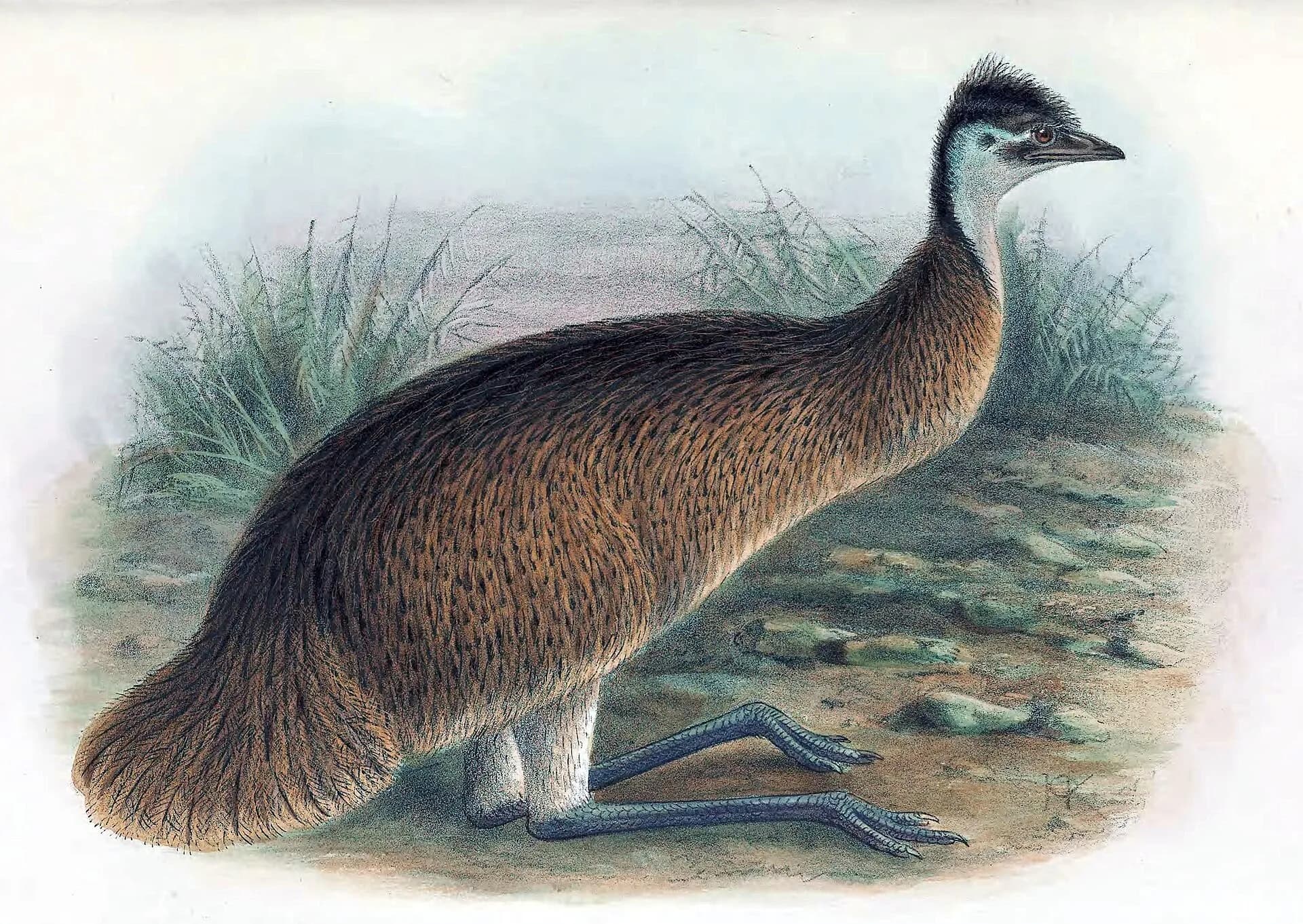 Historical colour illustration of a Tasmanian emu