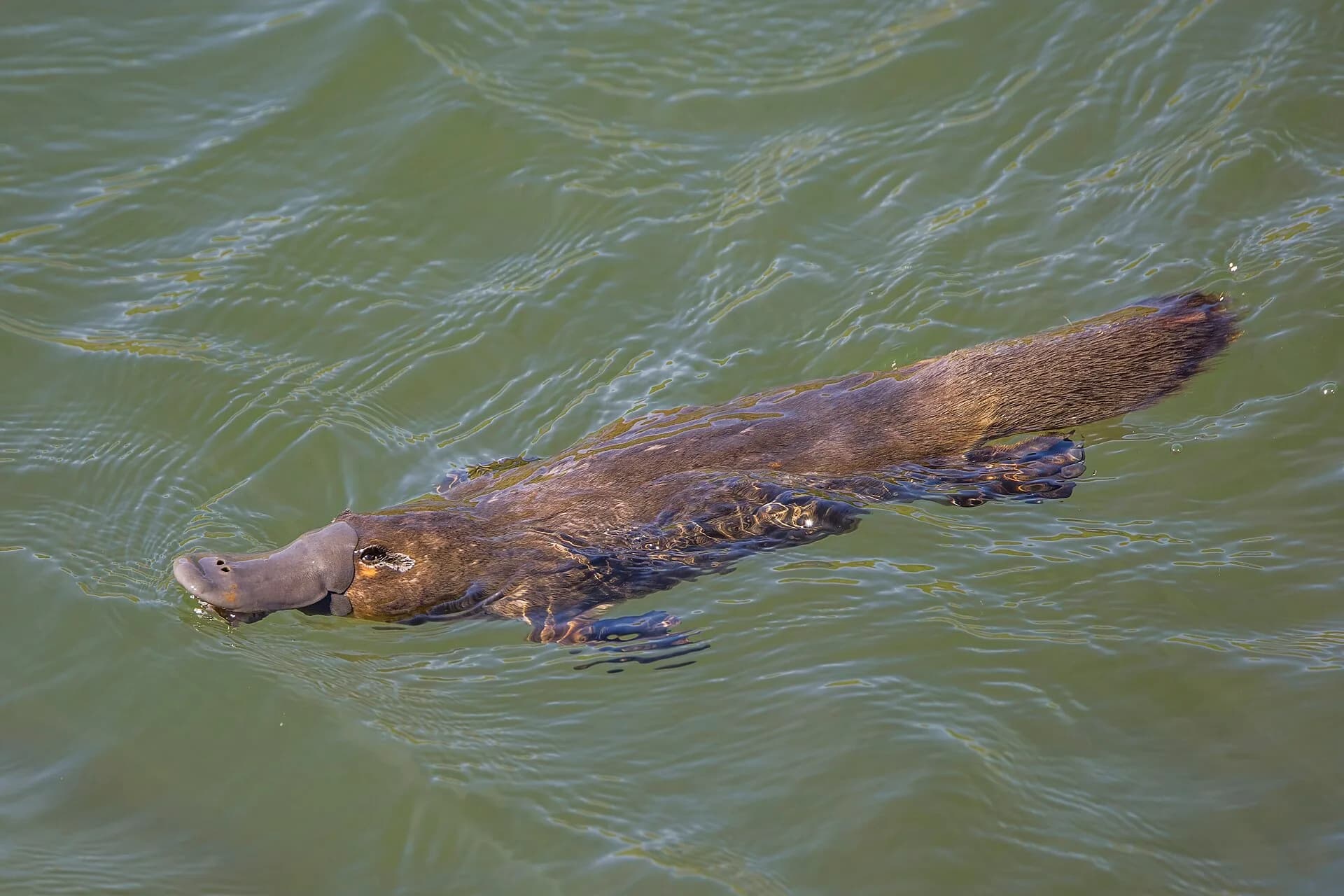 Platypus swimming at the surface of a Tasmanian waterway