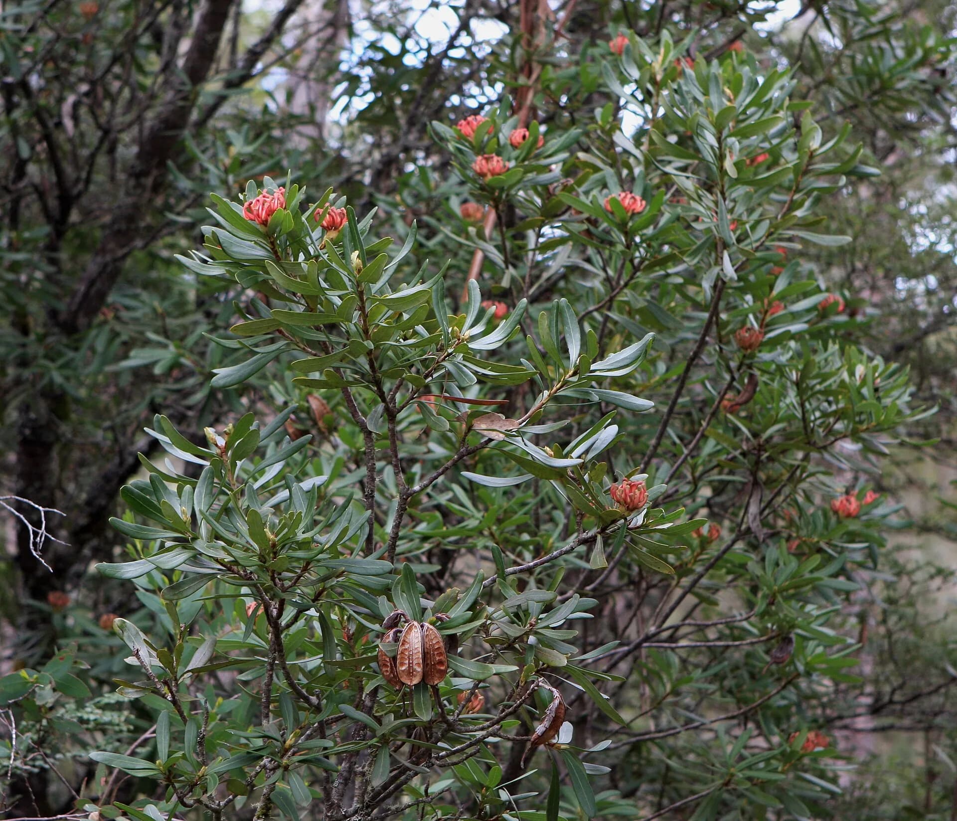 Red flowers of the Tasmanian waratah