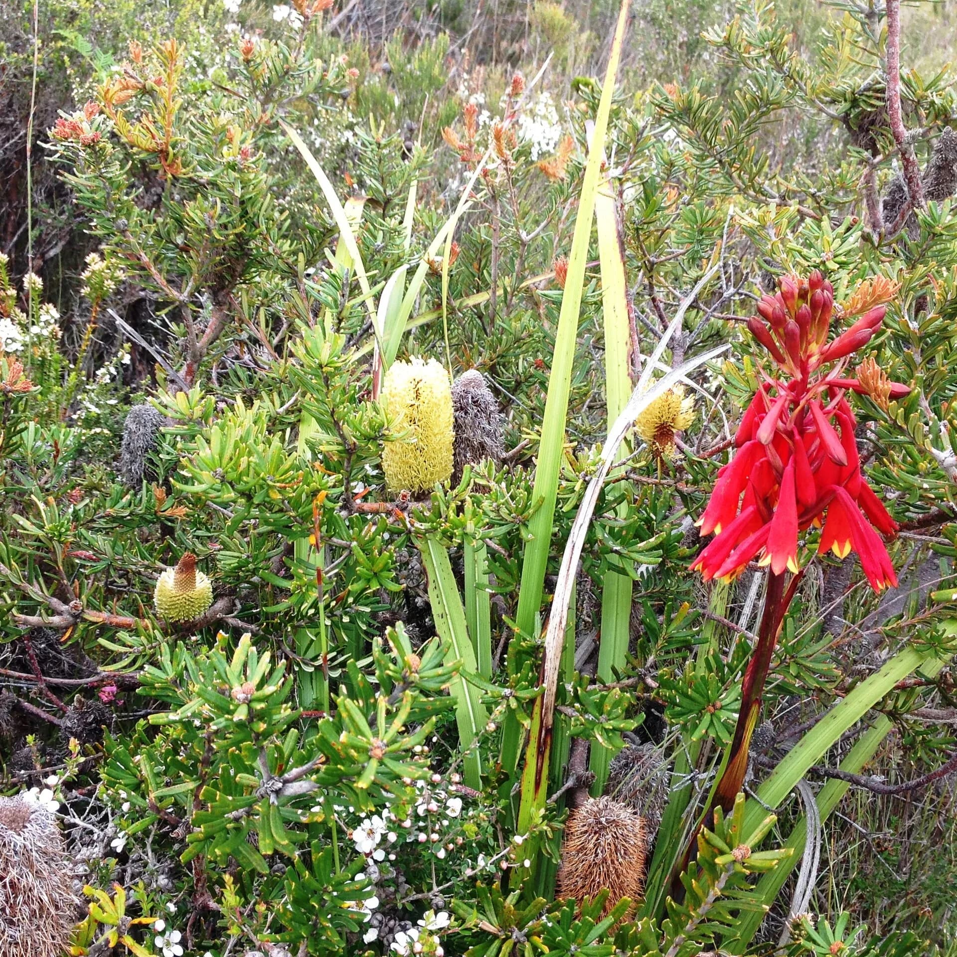 Native wildflowers growing beside coastal vegetation on Bruny Island