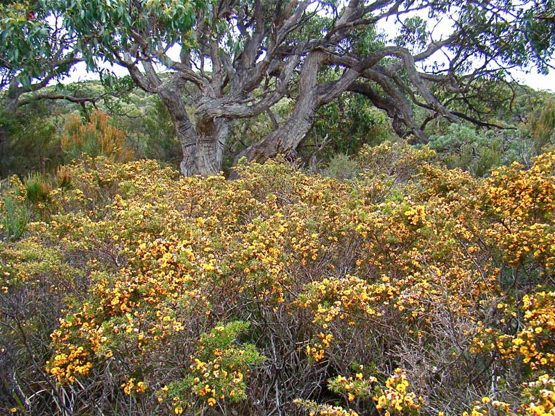 Labillardiere Peninsula, South Bruny National Park