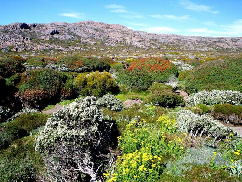 Ben Lomond National Park