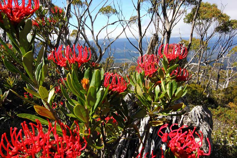 Waratahs (Telopea truncata) in Mount Field National Park